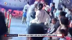 Teroare la circ. Leii au evadat din cușcă
